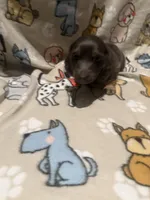 O’Malley , a male Miniature Dachshund for sale in San Tan Valley, AZ – 3 of 6