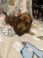 Arizona , a male Miniature Dachshund for sale in San Tan Valley, AZ – 4 of 8