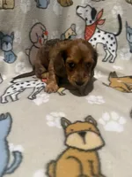 Arizona , a male Miniature Dachshund for sale in San Tan Valley, AZ – 5 of 8
