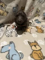 O’Malley , a male Miniature Dachshund for sale in San Tan Valley, AZ – 4 of 6