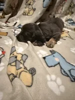 O’Malley , a male Miniature Dachshund for sale in San Tan Valley, AZ – 2 of 6