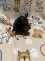 Karev, a male Miniature Dachshund for sale in San Tan Valley, AZ – 4 of 6