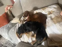 Karev, a male Miniature Dachshund for sale in San Tan Valley, AZ – 5 of 6