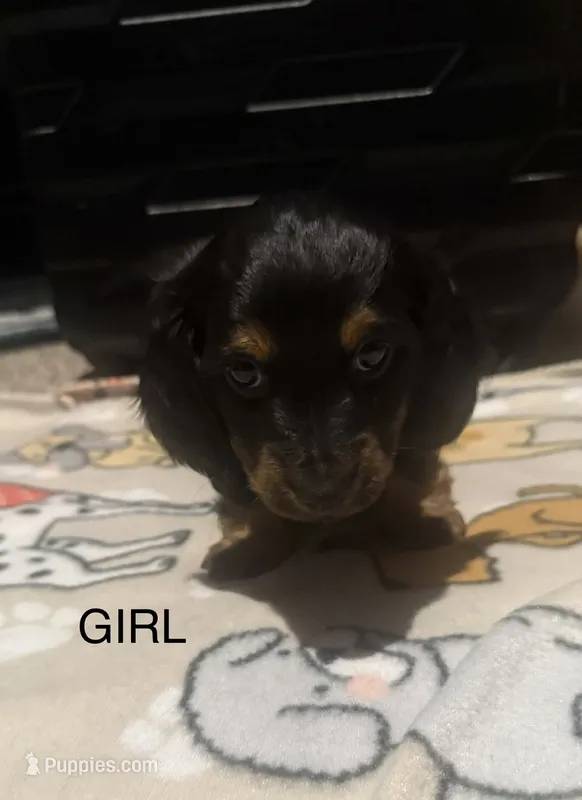 Grey – Miniature Dachshund puppy for sale in San Tan Valley, AZ