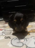 Grey, a female Miniature Dachshund for sale in San Tan Valley, AZ – 1 of 6