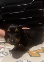 Grey, a female Miniature Dachshund for sale in San Tan Valley, AZ – 3 of 6