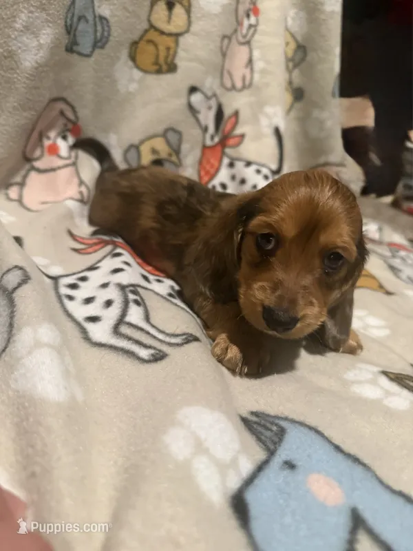 Arizona  – Miniature Dachshund puppy for sale in San Tan Valley, AZ