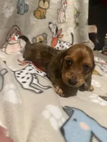 Arizona , a male Miniature Dachshund for sale in San Tan Valley, AZ – 1 of 8