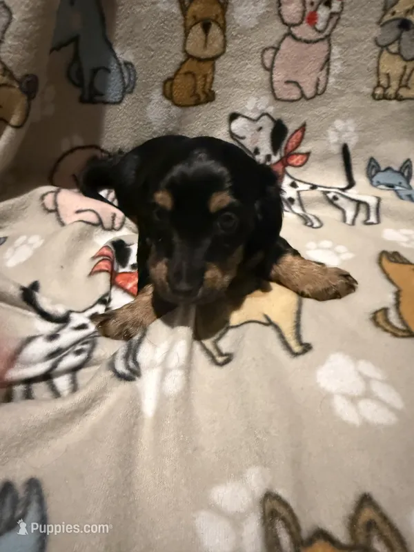 Karev – Miniature Dachshund puppy for sale in San Tan Valley, AZ