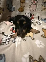 Karev, a male Miniature Dachshund for sale in San Tan Valley, AZ – 1 of 6