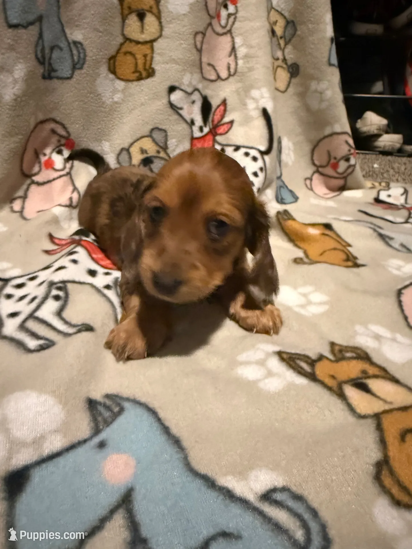 Arizona , a male Miniature Dachshund for sale in San Tan Valley, AZ – 2 of 8