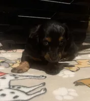 Grey, a female Miniature Dachshund for sale in San Tan Valley, AZ – 4 of 6