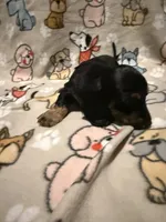 Karev, a male Miniature Dachshund for sale in San Tan Valley, AZ – 2 of 6