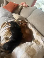 Grey, a female Miniature Dachshund for sale in San Tan Valley, AZ – 5 of 6