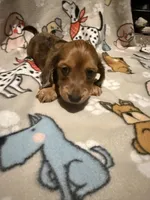 Arizona , a male Miniature Dachshund for sale in San Tan Valley, AZ – 3 of 8