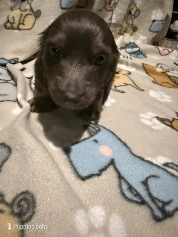 O’Malley  – Miniature Dachshund puppy for sale in San Tan Valley, AZ