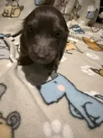 O’Malley , a male Miniature Dachshund for sale in San Tan Valley, AZ – 1 of 6