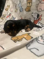 Karev, a male Miniature Dachshund for sale in San Tan Valley, AZ – 3 of 6