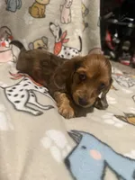 Arizona , a male Miniature Dachshund for sale in San Tan Valley, AZ – 6 of 8