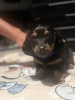 Grey, a female Miniature Dachshund for sale in San Tan Valley, AZ – 2 of 6