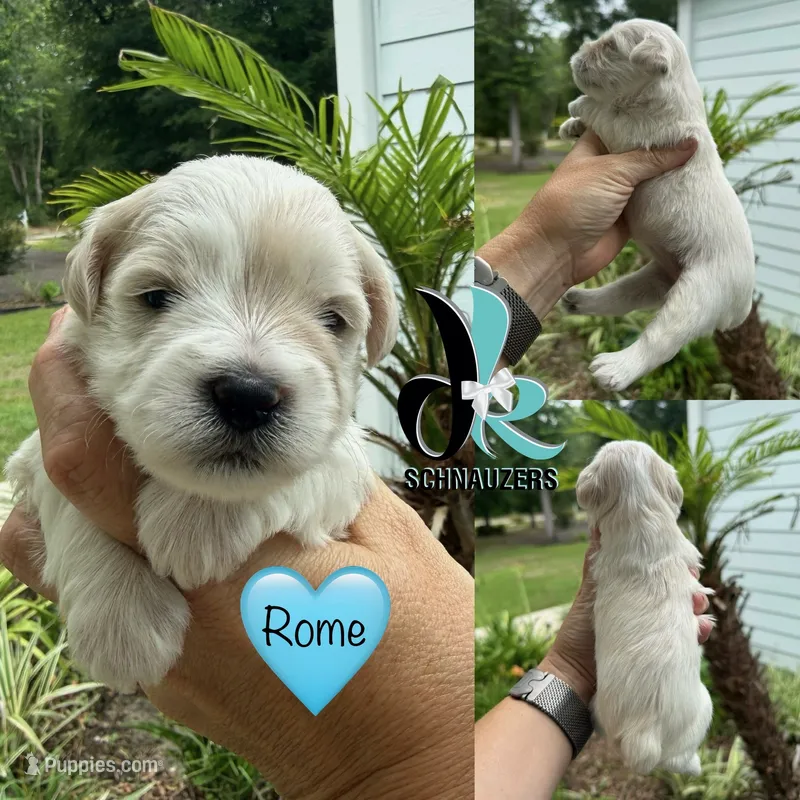 Rome – Miniature Schnauzer puppy for sale in Crawfordville, FL