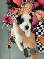 Dune, a male Miniature Schnauzer for sale in Crawfordville, FL – Photo 5 of 10