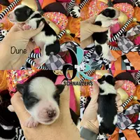 Dune, a male Miniature Schnauzer for sale in Crawfordville, FL – Photo 3 of 10