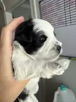 Dune, a male Miniature Schnauzer for sale in Crawfordville, FL – Photo 10 of 10