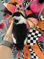 Dune, a male Miniature Schnauzer for sale in Crawfordville, FL – Photo 4 of 10