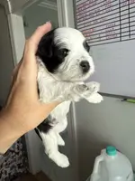 Dune, a male Miniature Schnauzer for sale in Crawfordville, FL – Photo 7 of 10