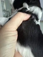 Dune, a male Miniature Schnauzer for sale in Crawfordville, FL – Photo 6 of 10