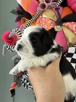 Dune, a male Miniature Schnauzer for sale in Crawfordville, FL – Photo 8 of 10