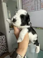 Dune, a male Miniature Schnauzer for sale in Crawfordville, FL – Photo 2 of 10