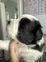 Dune, a male Miniature Schnauzer for sale in Crawfordville, FL – Photo 9 of 10