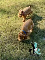 Blue 8/10, a male Miniature Schnauzer for sale in Crawfordville, FL – 5 of 9