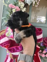 Celaena, a female Miniature Schnauzer for sale in Crawfordville, FL – 3 of 9
