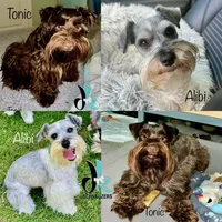Barolo, a male Miniature Schnauzer for sale in Crawfordville, FL – 2 of 2