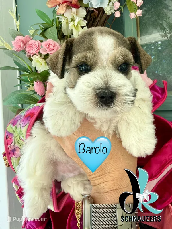 Barolo – Miniature Schnauzer puppy for sale in Crawfordville, FL