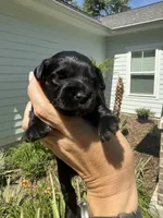 Bellini- Blue Eyes!, a female Miniature Schnauzer for sale in Crawfordville, FL – 2 of 3