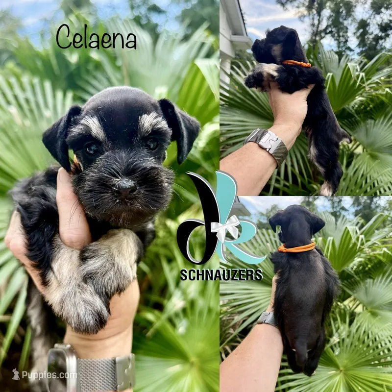 Celaena – Miniature Schnauzer puppy for sale in Crawfordville, FL