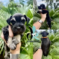 Celaena, a female Miniature Schnauzer for sale in Crawfordville, FL – 1 of 9