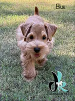 Blue 8/10, a male Miniature Schnauzer for sale in Crawfordville, FL – 2 of 9