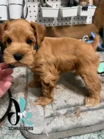 Blue 8/10, a male Miniature Schnauzer for sale in Crawfordville, FL – 7 of 9
