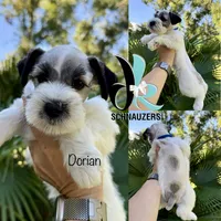 Dorian, a male Miniature Schnauzer for sale in Crawfordville, FL – 3 of 9