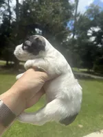 Dorian, a male Miniature Schnauzer for sale in Crawfordville, FL – 2 of 7