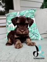 Felix, a male Miniature Schnauzer for sale in Crawfordville, FL – 4 of 6