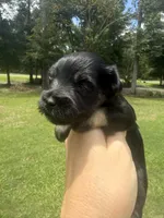 Celaena, a female Miniature Schnauzer for sale in Crawfordville, FL – 3 of 6