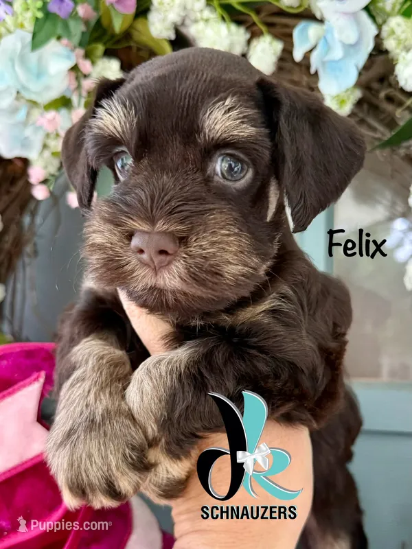 Felix – Miniature Schnauzer puppy for sale in Crawfordville, FL
