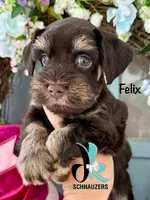Felix, a male Miniature Schnauzer for sale in Crawfordville, FL – 1 of 6