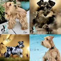 Asher- Blue Eyes, a male Miniature Schnauzer for sale in Crawfordville, FL – 2 of 2